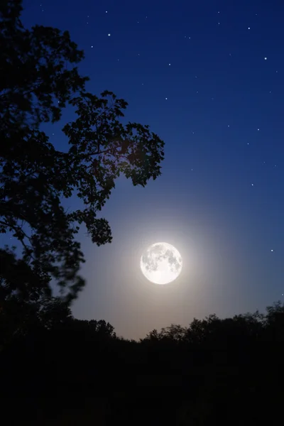Ay ve ağaç — Stok fotoğraf