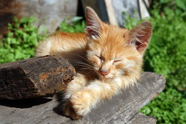 Piccolo gatto addormentato — Foto Stock