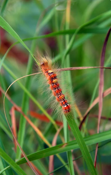 빨간 털이 애벌레 — 스톡 사진