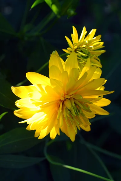 黄色のダリアの花 — 图库照片