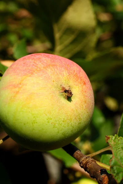 Manzana en rama — Foto de Stock