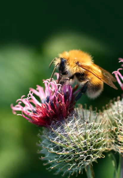 Bumble-bee on thistle flower — Stock Photo, Image