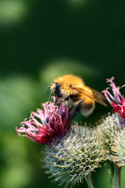 Bumble-bee on thistle flower — Stock Photo, Image