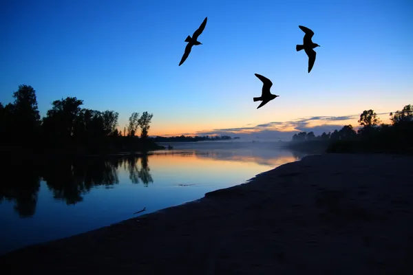 Rio crepúsculo paisagem com gaivotas — Fotografia de Stock