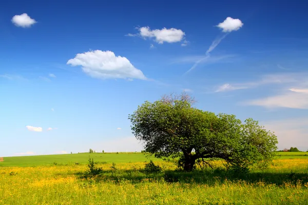 Landschaft mit seltsamem Baum — Stockfoto