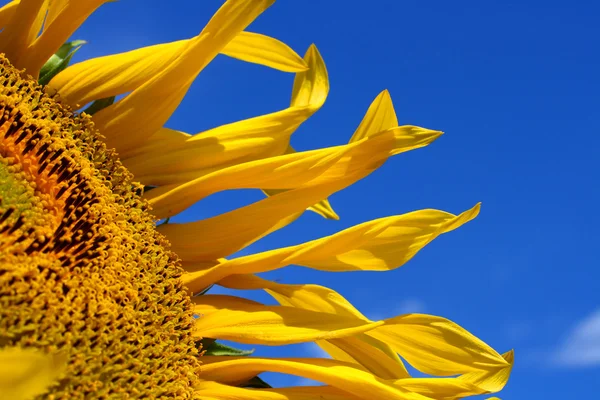 Fragment einer Sonnenblume — Stockfoto
