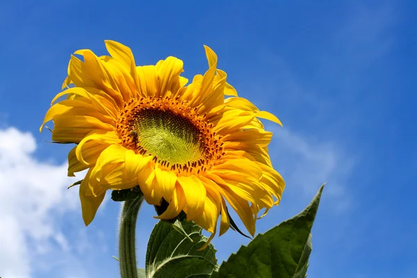 Žluté slunečnice pod modrou oblohou — Stock fotografie