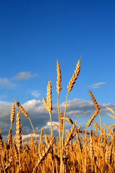 Стебла пшениці — стокове фото