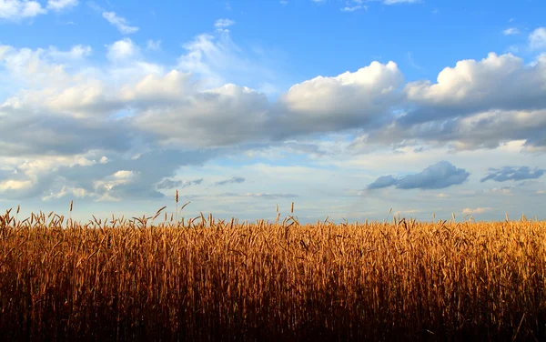 Stonky pšenice — Stock fotografie