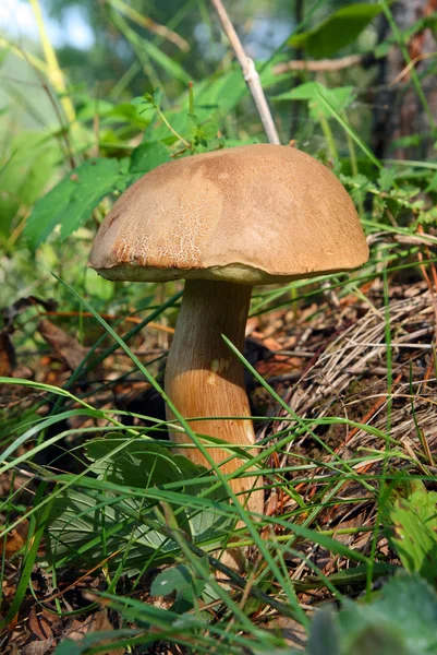 Mushroom in grass — Stok fotoğraf