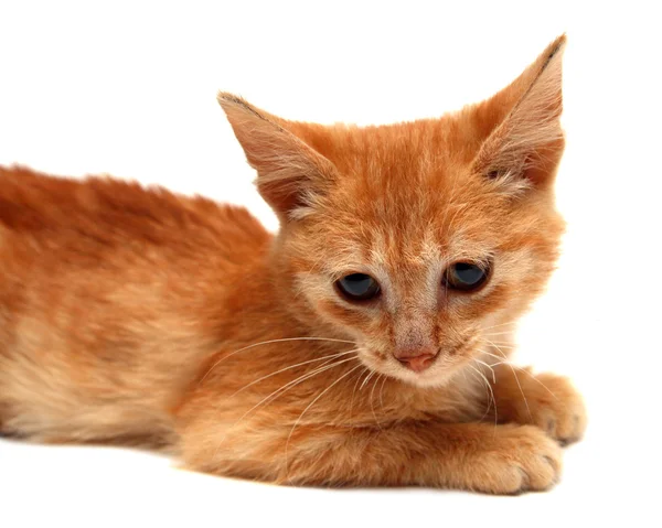 Pequeno gato vermelho — Fotografia de Stock