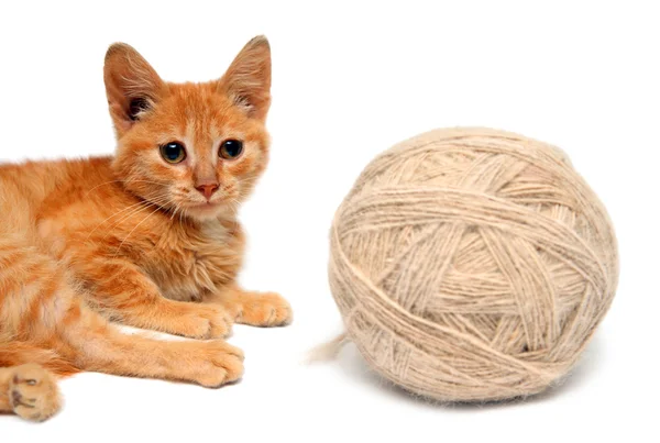 Kleine kat en grote schoothoek van wol — Stockfoto