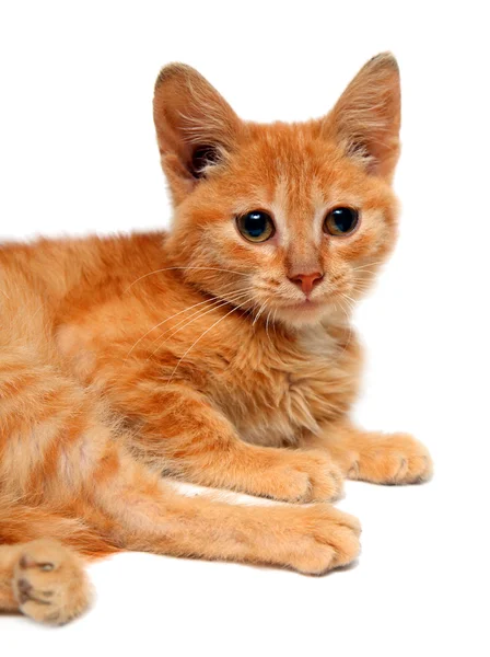 Червоний малі кішки — стокове фото