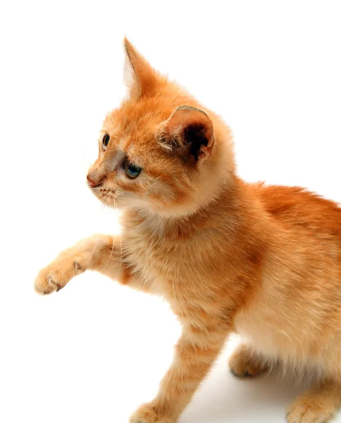 Gato pequeno vermelho brincalhão — Fotografia de Stock