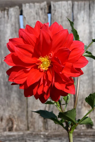 Flor de dalia roja —  Fotos de Stock