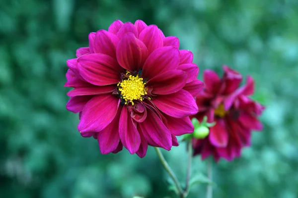 Purple dahlia flowers — Stock Photo, Image