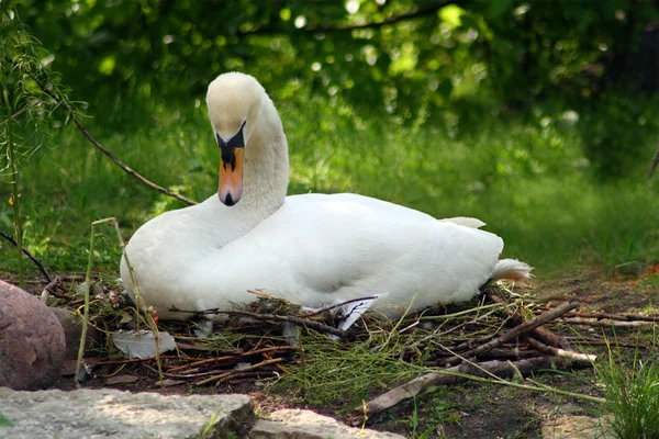 Sitter swan — Stockfoto
