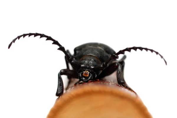 Großer schwarzer Käfer — Stockfoto