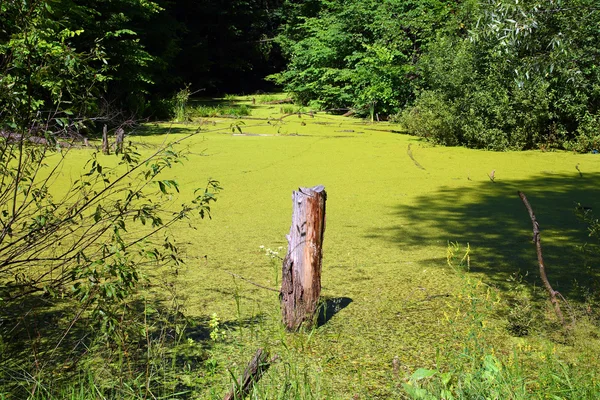 Пень в болоте — стоковое фото