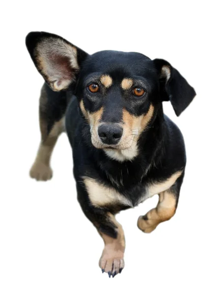 白に隔離されたダックスフンド犬 — ストック写真