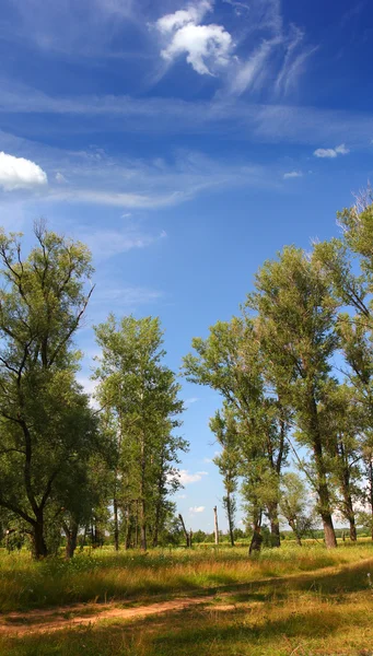 Summer landscape with poplar trees — Stock Photo, Image