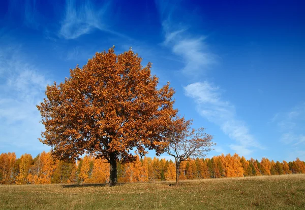 ツリーのある秋の風景 — ストック写真