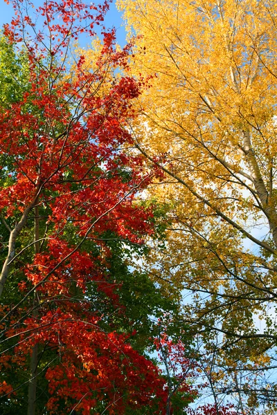 stock image Autumn trees