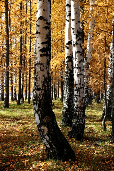 Sonbahar huş ağacı ve Melez ağaçlar — Stok fotoğraf