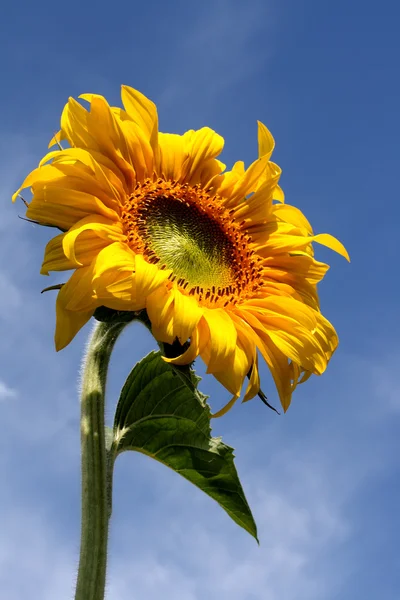Sonnenblume unter blauem Himmel — Stockfoto
