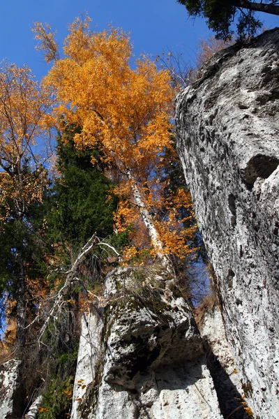 Осенняя береза на скале — стоковое фото