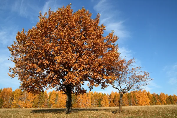 Árbol amarillo de otoño —  Fotos de Stock