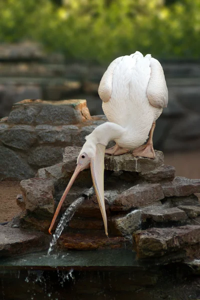 Пеликаны ловят поток воды — стоковое фото