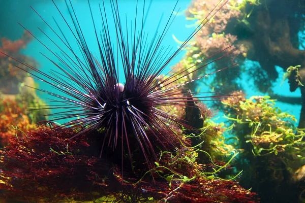 stock image Sea-urchin