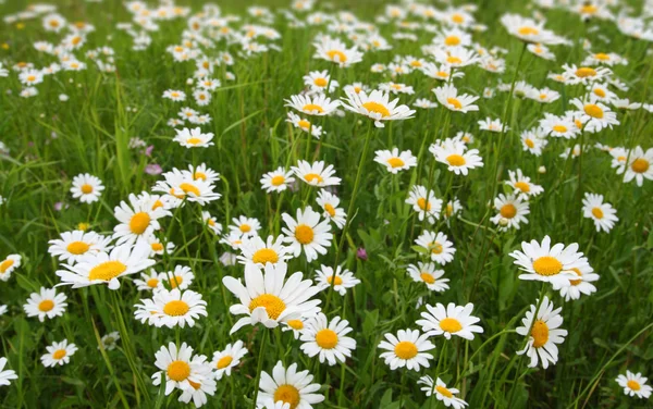 Camomiles on meadow — Stock Photo, Image