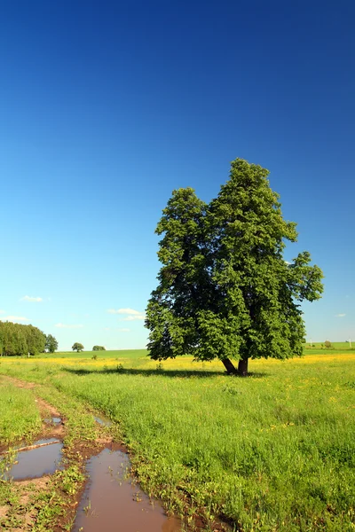 Paisagem de verão com estrada e cal-árvore — Fotografia de Stock