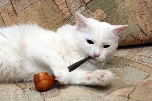 Katt med tobak-pipe — Stockfoto