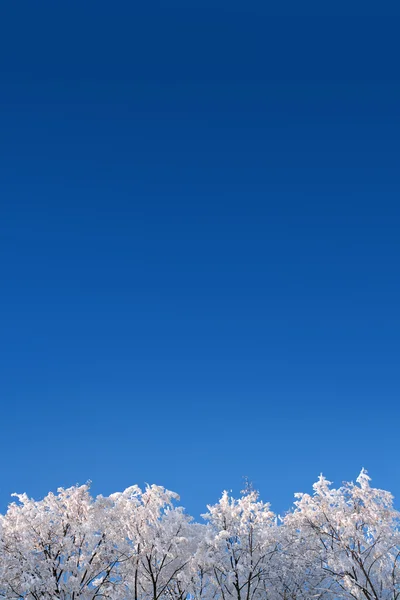 Hintergrund mit Winterwäldern unter dem Himmel — Stockfoto