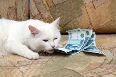 Cat bite money clipart