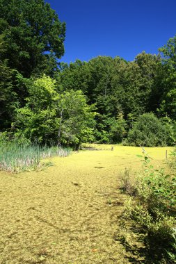 Summer landscape with bog clipart