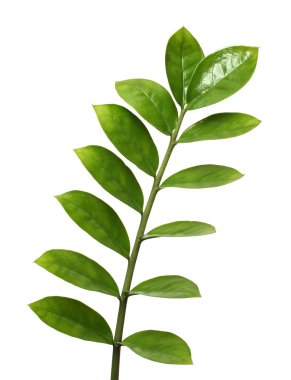 Branch with green leaves clipart