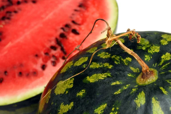 Watermeloen met droge stam — Stockfoto
