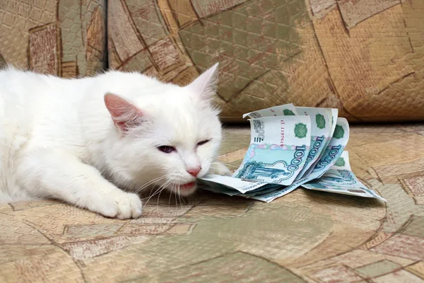Γάτα χρήματος μπουκιά — Φωτογραφία Αρχείου