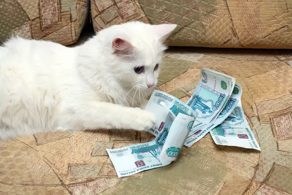 Cat cuenta dinero —  Fotos de Stock