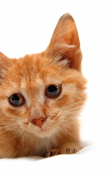 Retrato de gato pequeno vermelho miserável — Fotografia de Stock