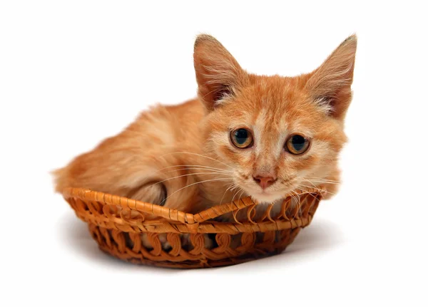 Wretched red cat in basket — Stock Photo, Image