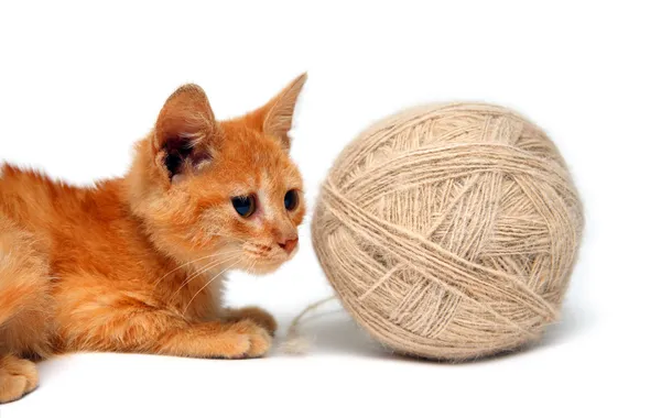 Piccolo gatto e grande clew di lana — Foto Stock