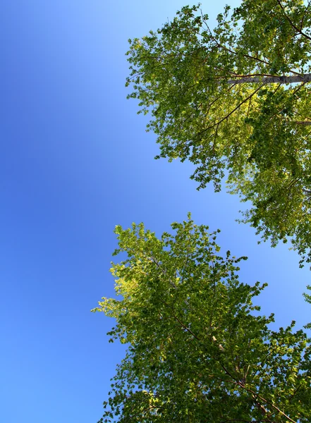 Huş ağaçları üzerine güneş ışığı — Stok fotoğraf