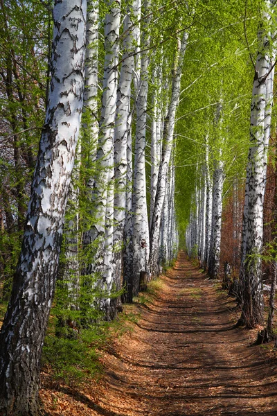 봄 자작나무 숲 골목 — 스톡 사진