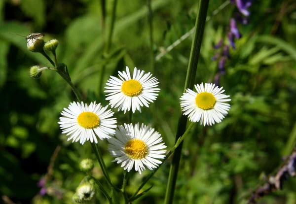 Vier camomiles met smalle bloemblaadjes — Stockfoto