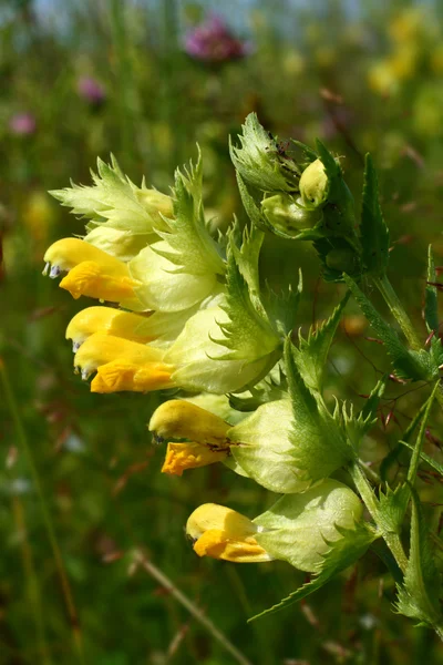 Snapdragon (Antirrhinum) flor —  Fotos de Stock